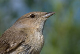 Trdgrdssngare/Garden Warbler