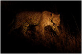 Leopard at Night