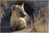 Hyena at Den