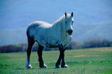 004 Spotted Horse copy.jpg