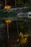 Tree reflection_5625 .jpg