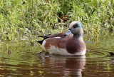 American Wigeon