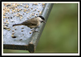 Marsh Tit or Willow Tit