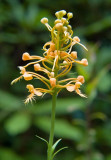 Yellow Fringed Orchid