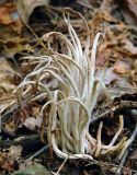 White Worm Coral