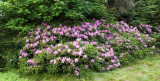 Rhododendron Gardens 9