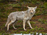 0032-Coyote.jpg