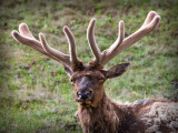 0041-Elk.jpg