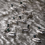 duckdance :: seatown