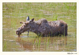 20080621_Kananaskis_0049.jpg