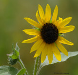 wild sunflower