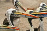 Pelicans, Peru