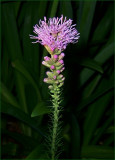 Liatris