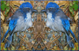 West Nile Blue Bird 2