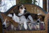Dogs-13.jpg