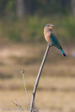 Bandhavgarh National Park-99.jpg