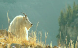 Backlit Mountain goat.jpg