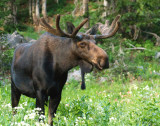 moose in the Wildflowers.jpg