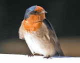 Welcome Swallow (Hirundo neoxena)