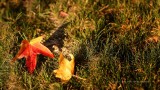 IMG_1190.jpg