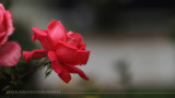 IMG_0047.jpg