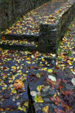 Wall - Cascadia State Park, Oregon