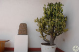 DSC_2076 Museo Rafael Larco Herrera. Euphorbiaceae - Euphorbia Candelabrum Lactea.jpg
