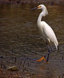 egret3a.jpg