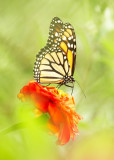 Monarch 2