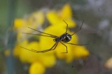 Neriene radiata