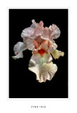 Pink Iris