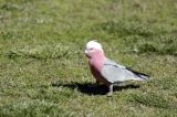 A VERY YOUNG GALAH