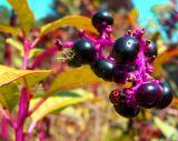 Poke Berries