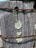 Wood, Wire & Lichen