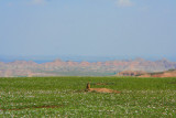 BADLANDS OF SOUTH DAKOTA