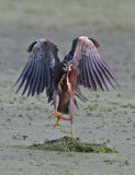 Green heron landing