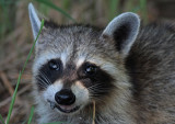 Raccoon