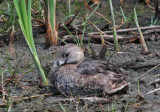 Pied-billed Grebe