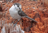 Canada Jay