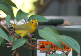 Wilsons Warbler