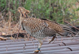 Attwaters Prairie-Chicken