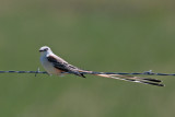 Scissor-tailed Flycatcher