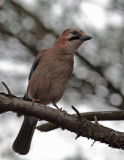 Eurasian Jay