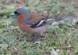 Common Chaffinch