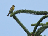 European Serin