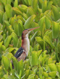 Least Bittern