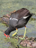 Common Gallinule