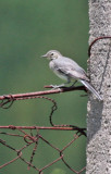 White Wagtail, young