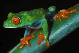 Red-Eyed Tree Frog Portrait