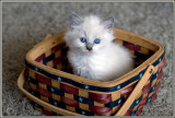 6 weeks old
